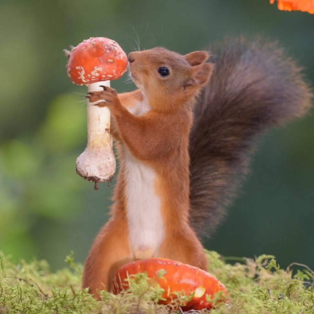 🍄🐿 Squirrels! 🐿🍄